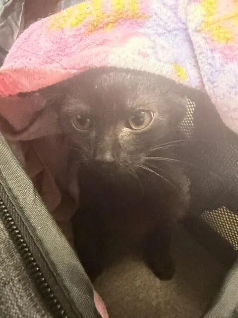 A young small-sized male Domestic Short Hair cat named August for adoption in Cincinnati, OH