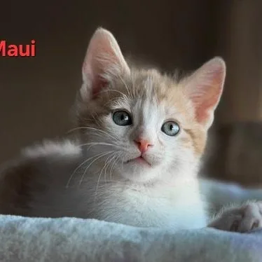 A baby medium-sized male Orange & White Tabby cat named Maui for adoption in SCOTTSDALE, AZ