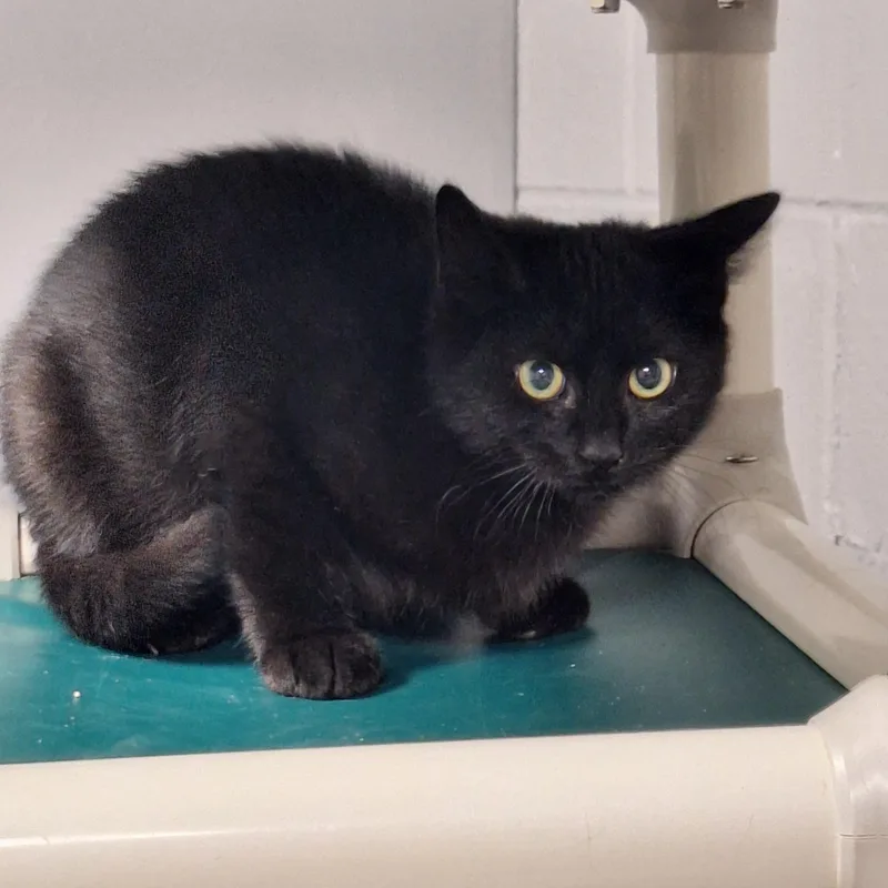 A young medium-sized male Black Domestic Short Hair cat named Balty for adoption in Rock Hill, NY