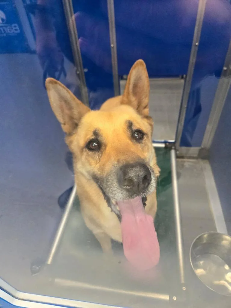 A young medium-sized male Shepherd dog named 2026-05-141 for adoption in Winder, GA