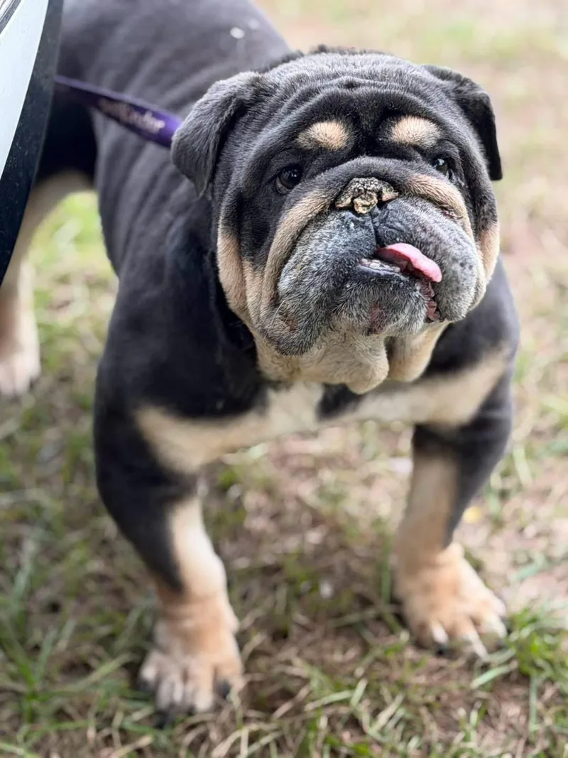 A young medium-sized male English Bulldog dog named Wrinkles for adoption in Lutz, FL