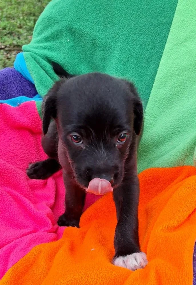 A baby medium-sized male Black French Bulldog dog named Galveno BLT for adoption in Missouri City, TX