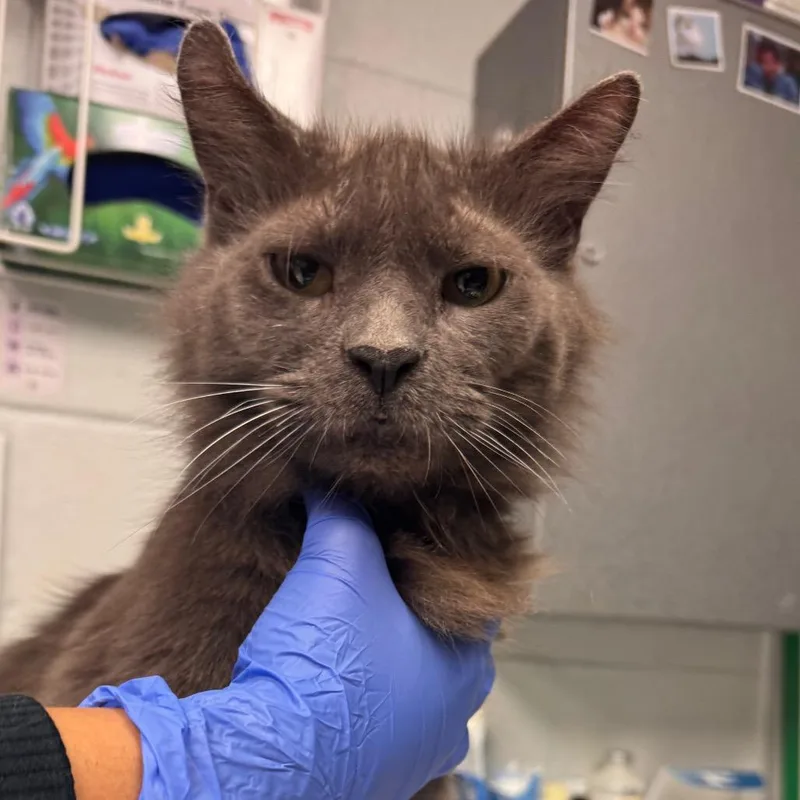 An adult large-sized male Gray / Blue / Silver Domestic Long Hair cat named Grayson for adoption in Birdsboro, PA