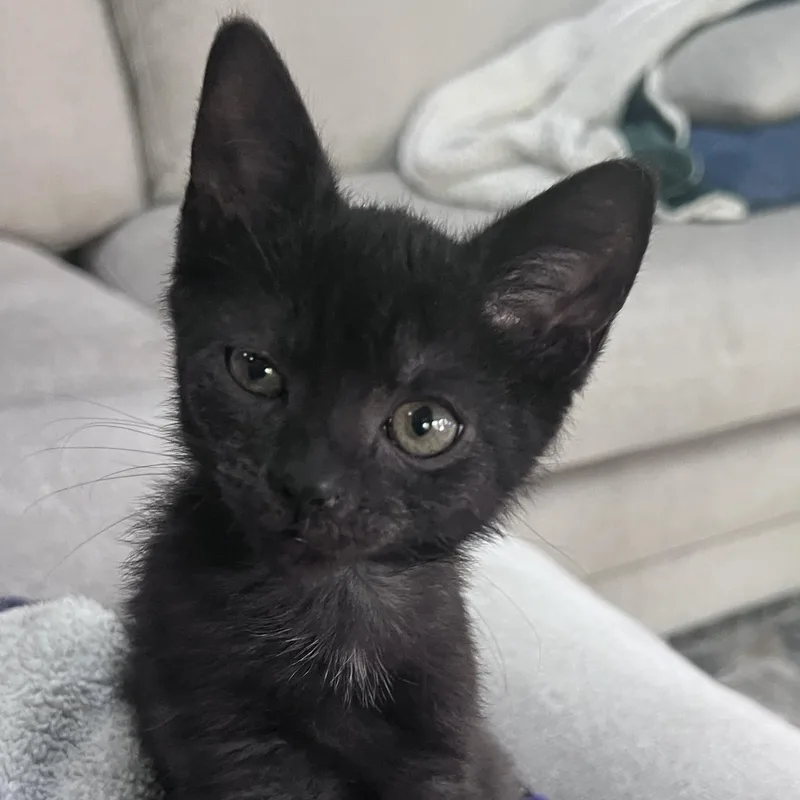 A baby small-sized male Black Domestic Short Hair cat named Neptune and Telesto for adoption in Fairfax Station, VA