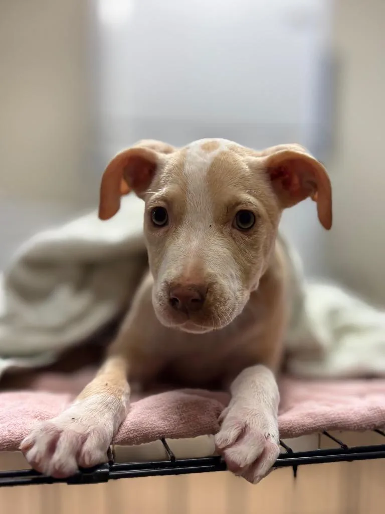 A baby medium-sized female Pit Bull Terrier dog named Poppyseed for adoption in Nacogdoches, TX