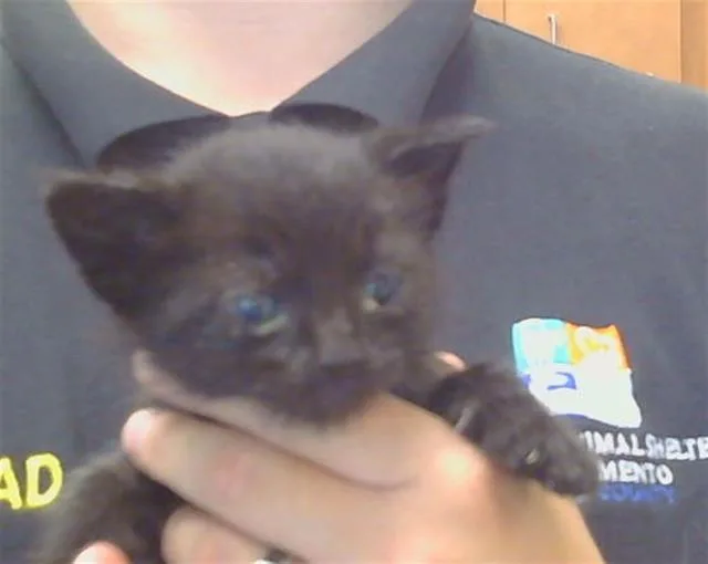 A baby small-sized male Domestic Short Hair cat named Mojave for adoption in Sacramento, CA