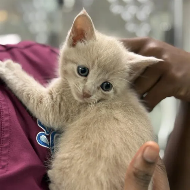 A baby small-sized male Domestic Short Hair cat named Kai for adoption in Sugar Land, TX