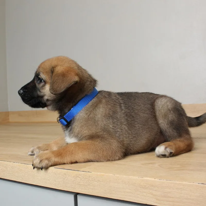 A baby small-sized male Brown / Chocolate Golden Retriever dog named Sanji D for adoption in Minnetonka, MN