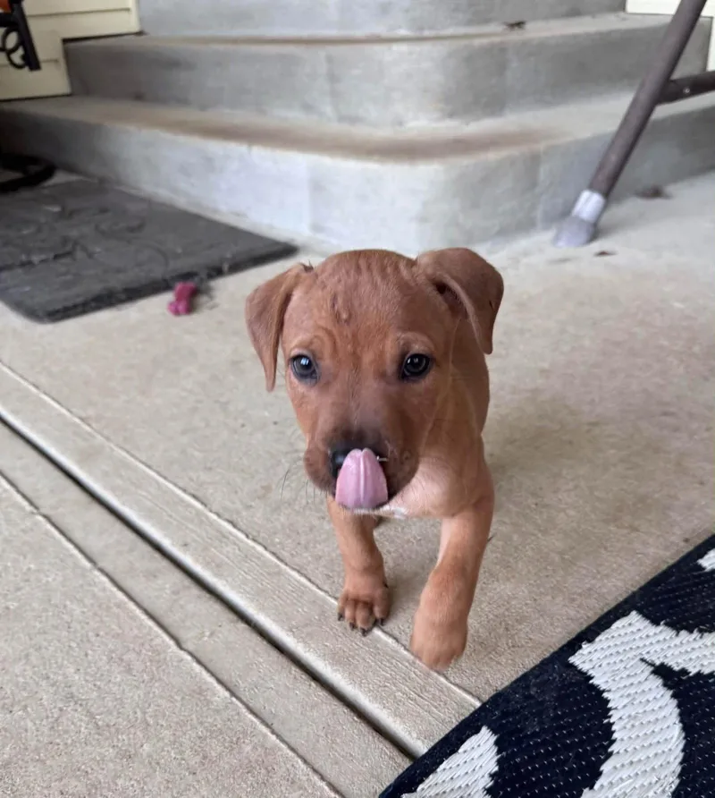 A baby medium-sized male Pit Bull Terrier dog named Uncle Fester for adoption in Germantown, OH