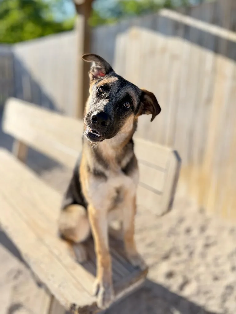 A young medium-sized female German Shepherd Dog dog named Britta for adoption in Muskegon, MI