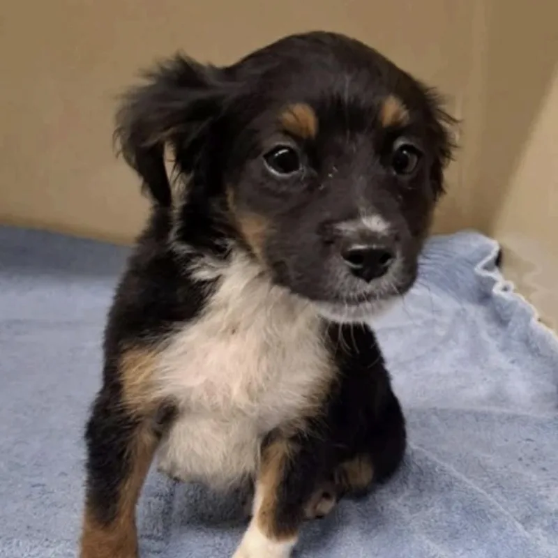 A baby medium-sized male Tricolor (Brown, Black, & White) Australian Shepherd dog named Brewer for adoption in Cedarburg, WI