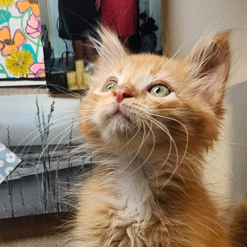 A baby small-sized male Orange / Red Domestic Medium Hair cat named Frito for adoption in Marion, VA