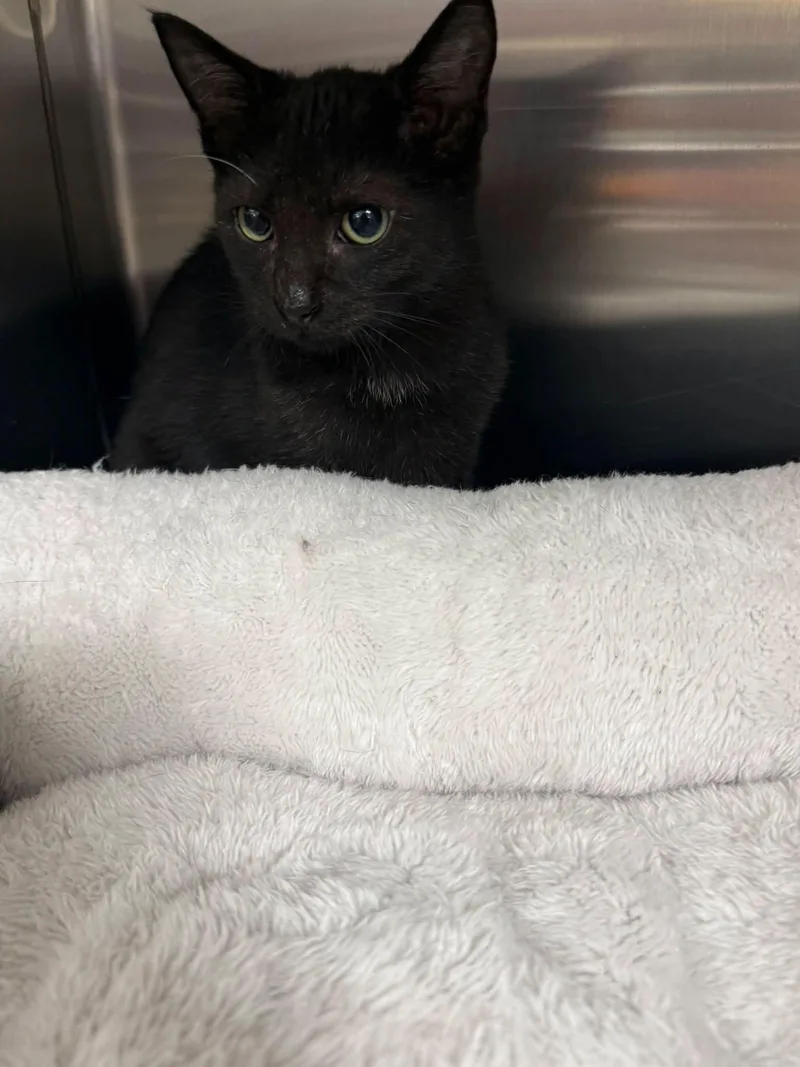 A young medium-sized male Black Domestic Short Hair cat named Cole for adoption in Bolivia, NC