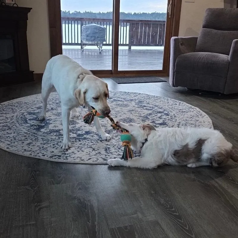 A young medium-sized female White / Cream Australian Shepherd dog named Nettie for adoption in Alma, WI