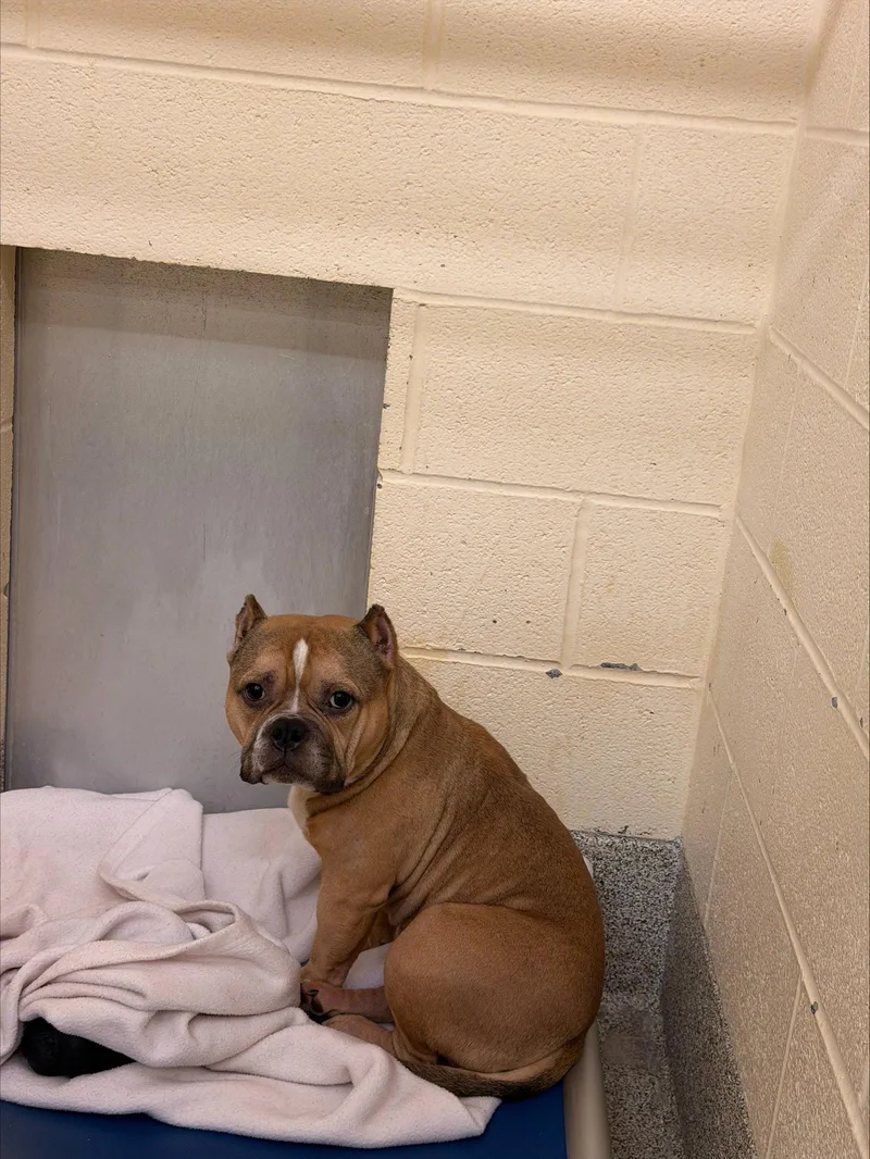 A young medium-sized male American Bulldog dog named Porkchop for adoption in Chambersburg, PA