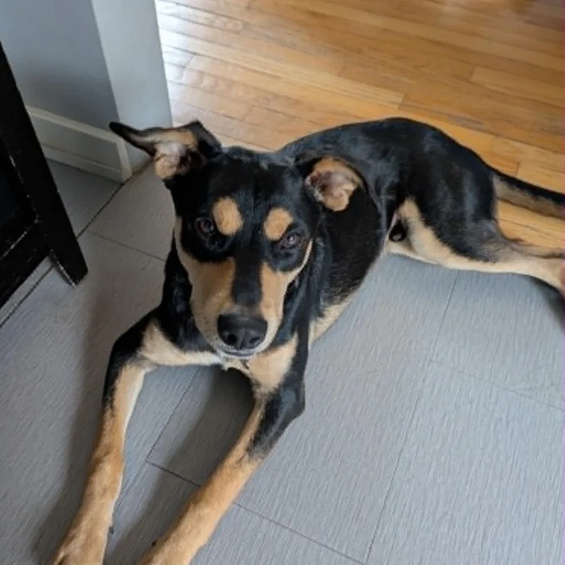A baby medium-sized male Black Shepherd dog named Hank for adoption in Coldwater, MI