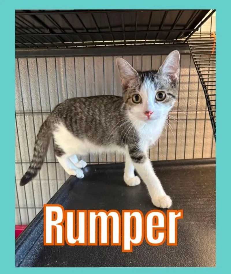 A baby small-sized female Domestic Short Hair cat named Rumper for adoption in Bossier City, LA