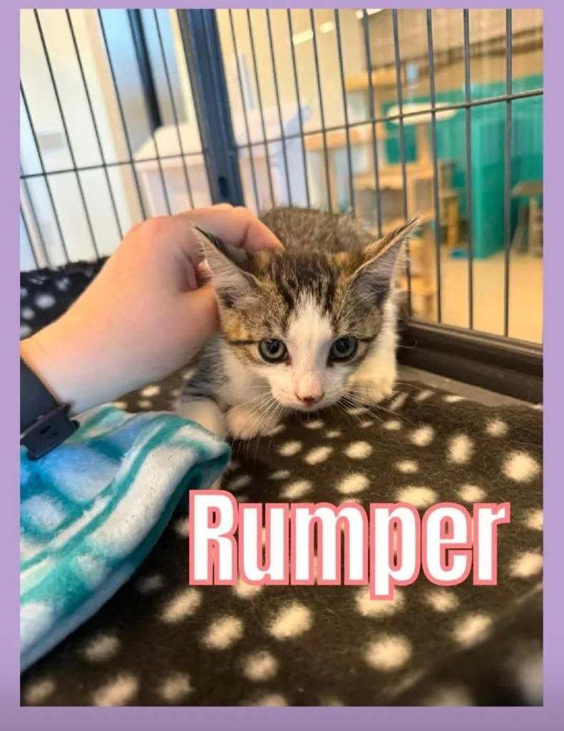Rumper thumbnail 3