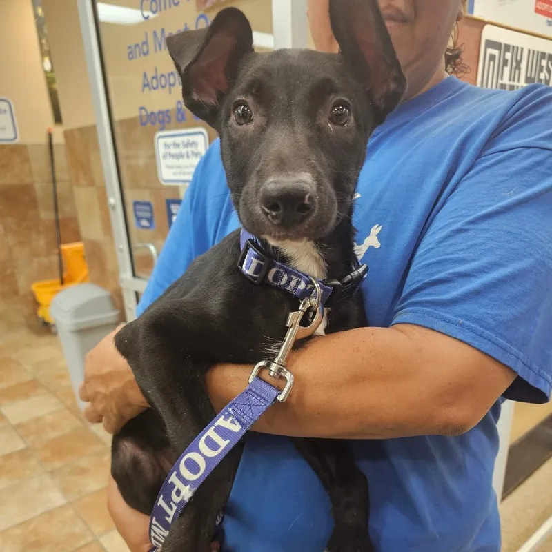 A baby small-sized female Black Black Labrador Retriever dog named Rain for adoption in Midland, TX