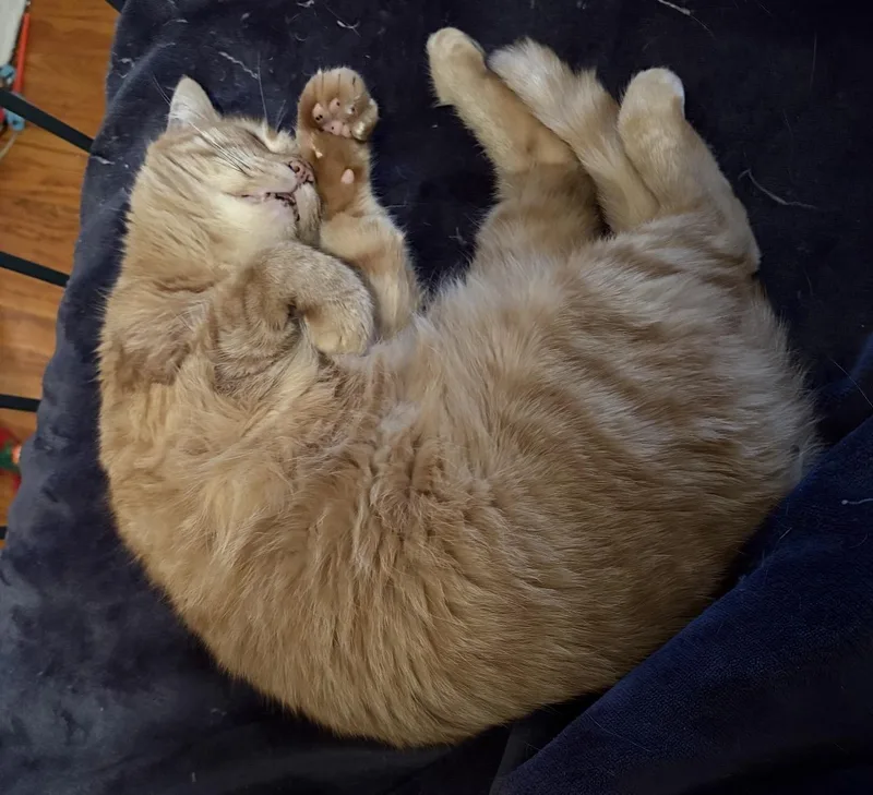 An adult medium-sized female Domestic Short Hair cat named Molly for adoption in Canton, OH