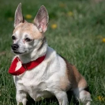 A senior small-sized female Tricolor (Brown, Black, & White) Chihuahua dog named Little Bit for adoption in Albany, NY