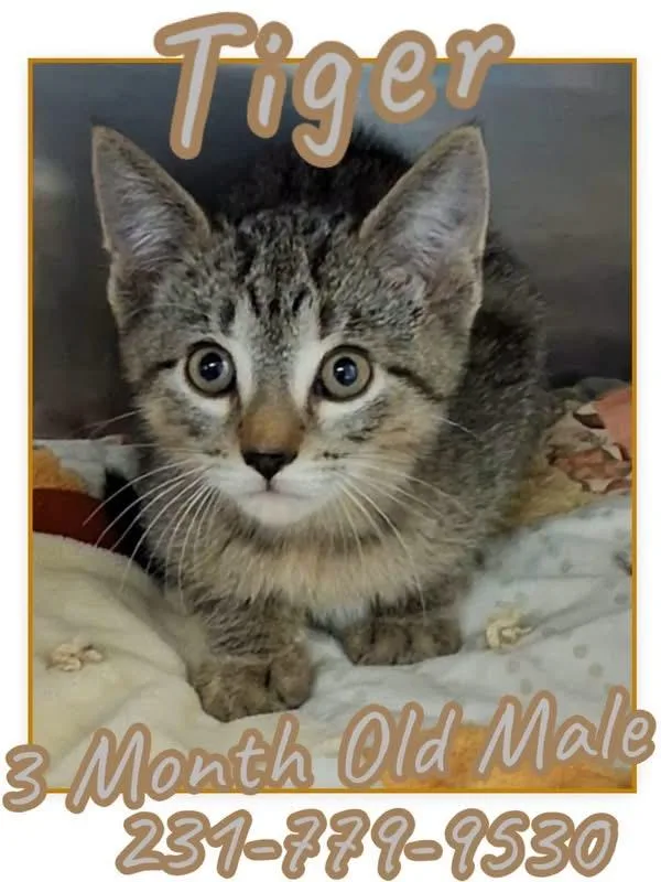 A baby medium-sized male Domestic Short Hair cat named Tiger for adoption in Cadillac, MI