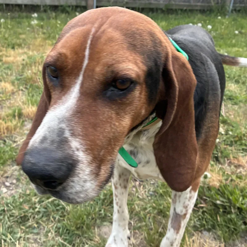 An adult large-sized male Tricolor (Brown, Black, & White) Treeing Walker Coonhound dog named Clyde for adoption in Bonners Ferry, ID