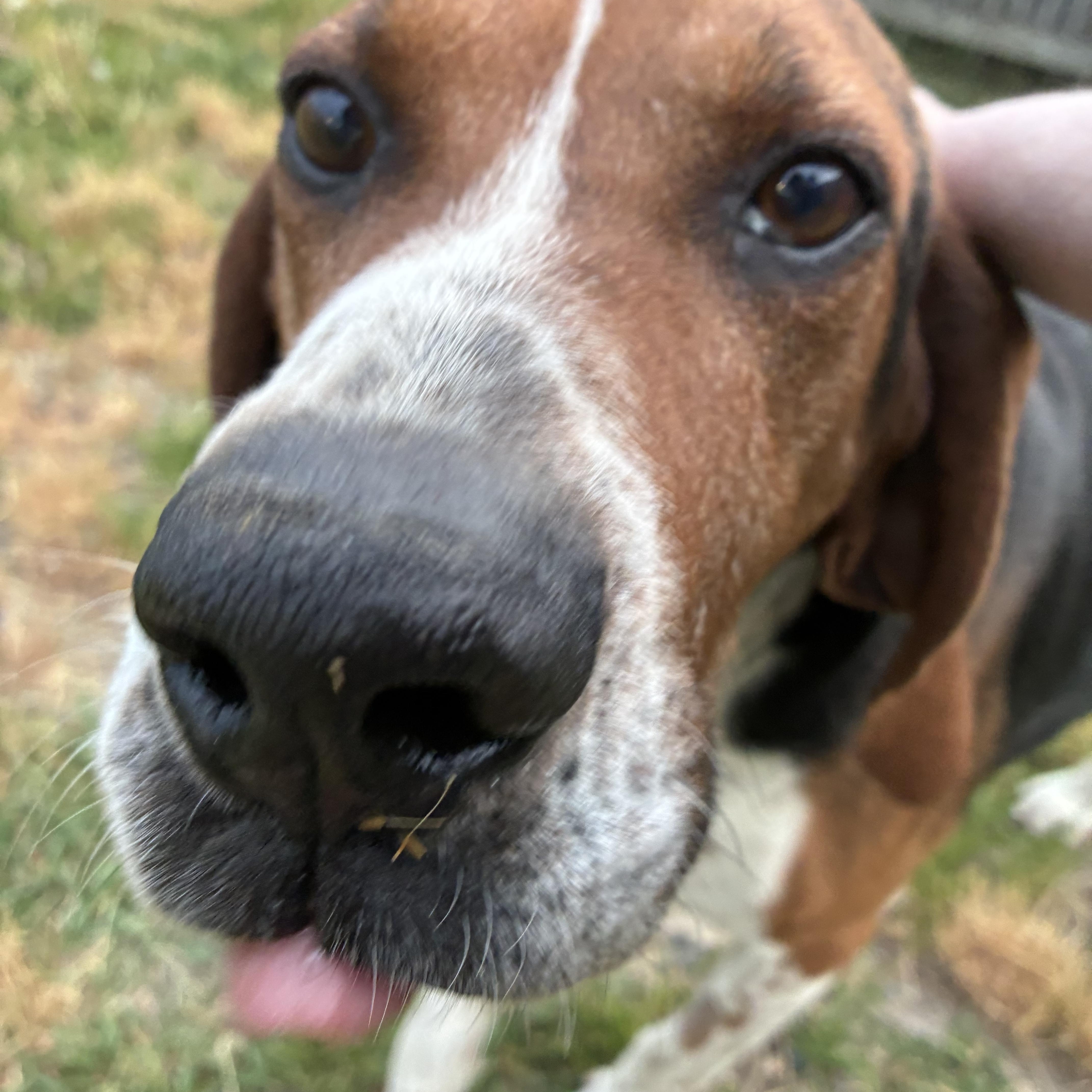 Clyde thumbnail 3