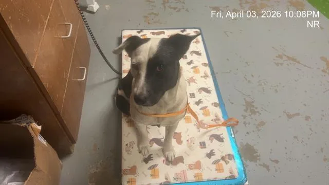 An adult medium-sized female Labrador Retriever dog named Serenity for adoption in Ocala, FL