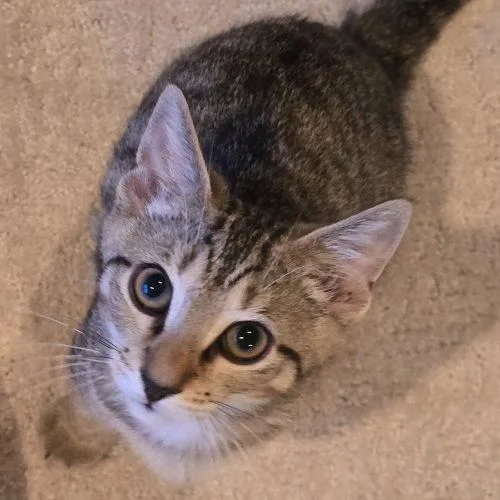 A baby small-sized male Tabby (Brown / Chocolate) Domestic Short Hair cat named $. for adoption in Knoxville, TN