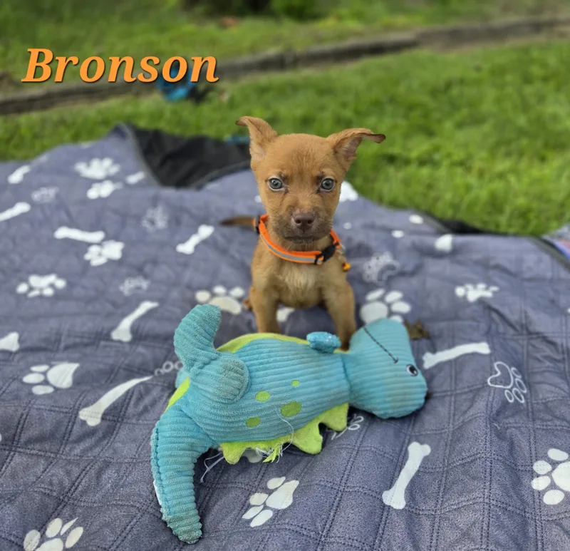 Bronson Waddle thumbnail 2