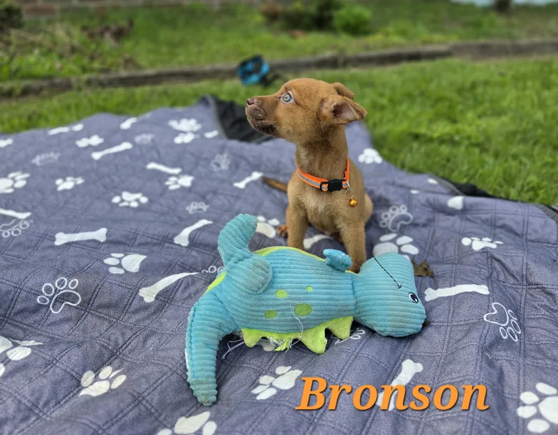 Bronson Waddle thumbnail 3