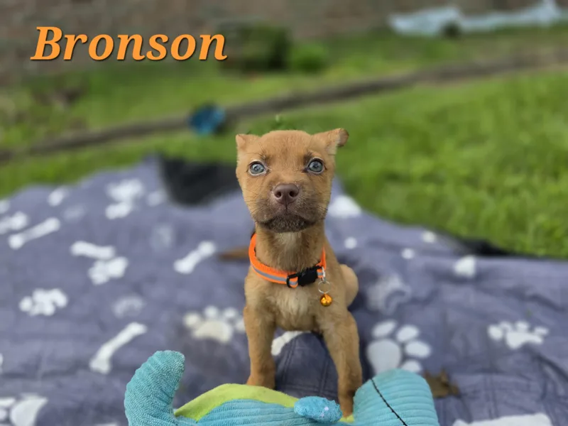 Bronson Waddle thumbnail 4