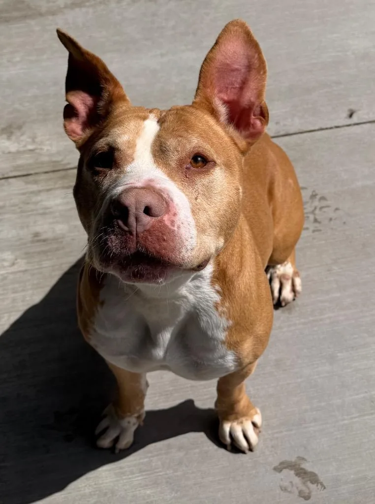 An adult large-sized female Pit Bull Terrier dog named Este for adoption in Ferndale, NY