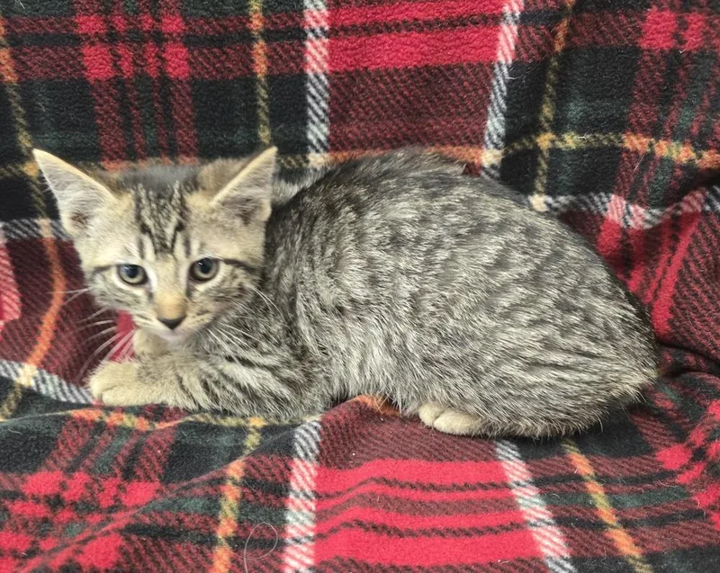 A baby small-sized female Domestic Short Hair cat named Ravioli for adoption in Dickson, TN