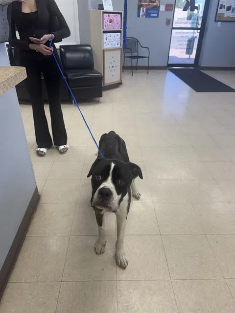 A young large-sized male Boxer dog named Jack for adoption in Killeen, TX