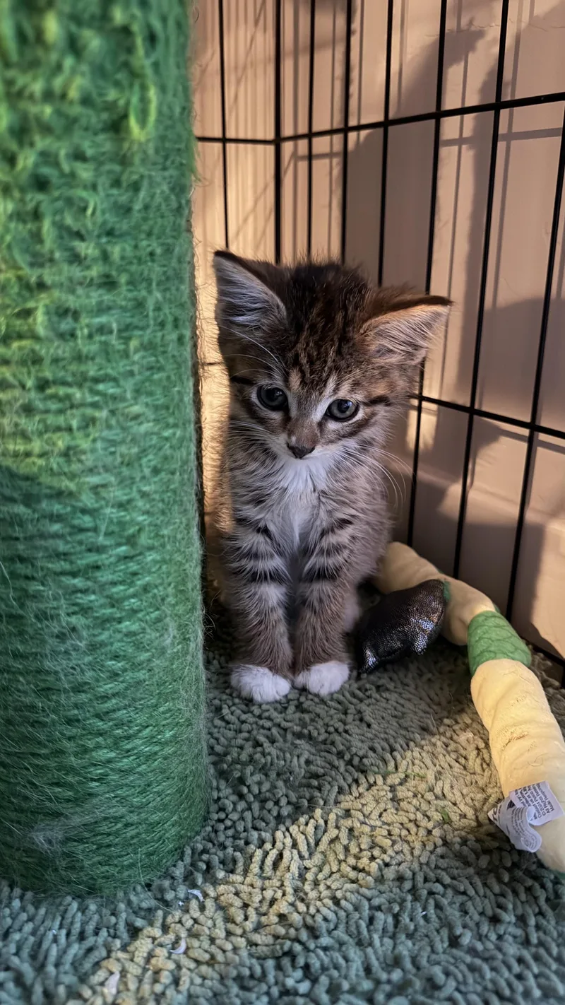 A baby medium-sized male Tabby (Brown / Chocolate) Domestic Short Hair cat named New Mexico for adoption in Fruit Heights, UT