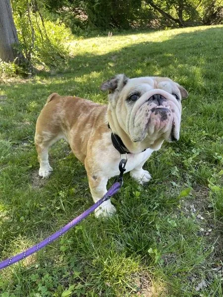 An adult medium-sized female English Bulldog dog named Butterscotch for adoption in Oakland, NJ