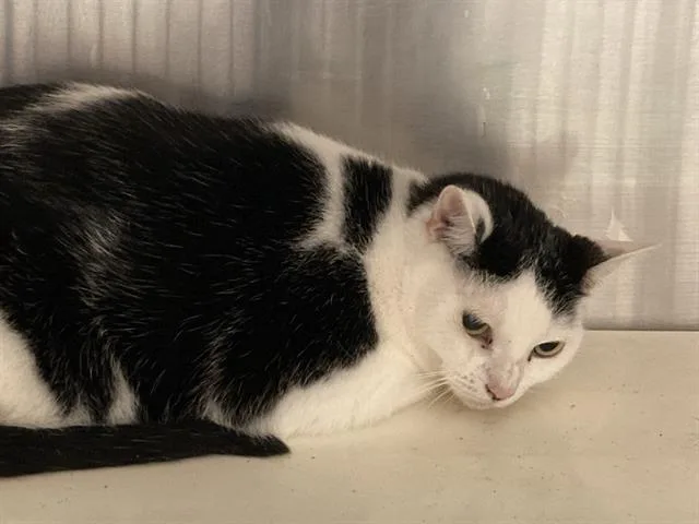 An adult large-sized female Domestic Short Hair cat named Kate for adoption in Tustin, CA