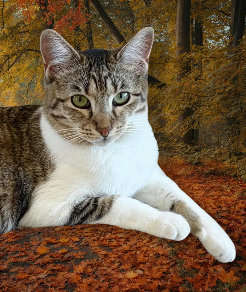 A baby small-sized female Domestic Short Hair cat named Cinnamon Latte for adoption in Long Beach, CA