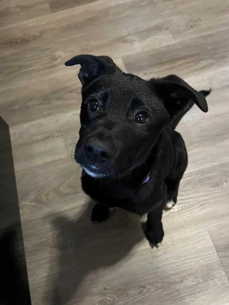 A baby medium-sized female Labrador Retriever dog named B for adoption in Carmel, NY