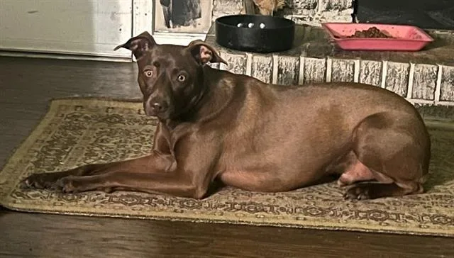 A young small-sized male Mixed Breed dog named Rolo for adoption in Columbia, SC