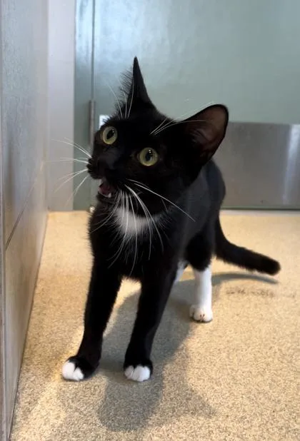 An adult small-sized female Domestic Short Hair cat named Dotty for adoption in Honolulu, HI