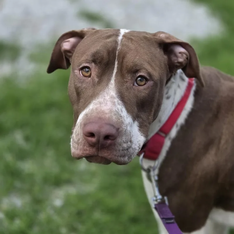 A young medium-sized female White / Cream Pit Bull Terrier dog named Dolly for adoption in Pittsford, VT