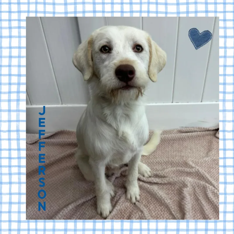 A young medium-sized male Terrier dog named Jefferson for adoption in Mokena, IL