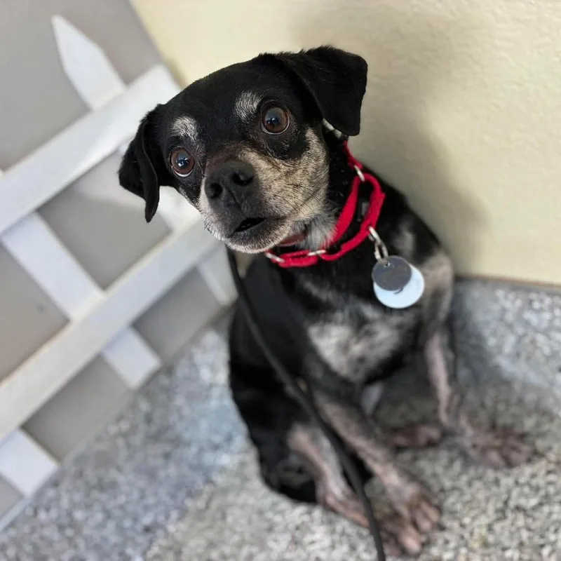 An adult small-sized male Black Chihuahua dog named Charlie for adoption in Ramona, CA