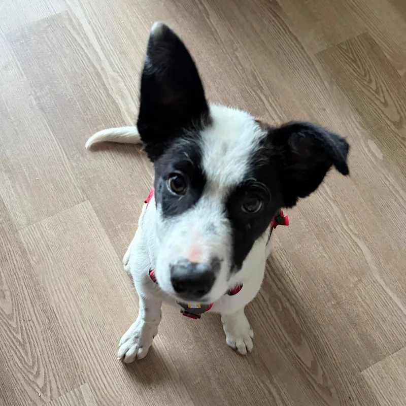 A baby medium-sized male White / Cream Border Collie dog named Austin Powers for adoption in Madison, WI