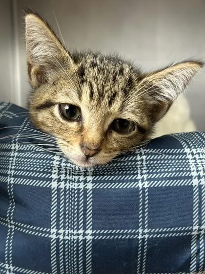 A baby small-sized female Domestic Short Hair cat named Pixie for adoption in San Antonio, TX