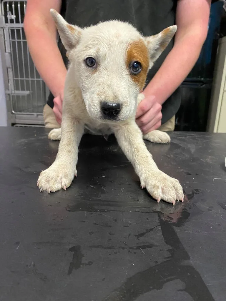 A baby small-sized male Cattle Dog dog named Calhoun for adoption in New Braunfels, TX