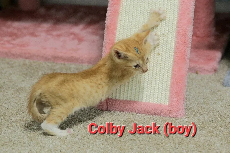 Colby Jack thumbnail 2